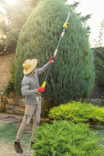 Best Hedge Trimming  in Auberry, CA